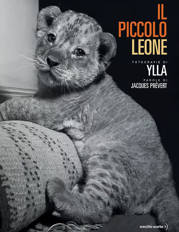 Il-piccolo-leone-cover.avif